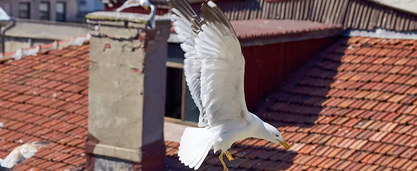 Residential Chimney Animal Removal Solution in Cookeville, TN