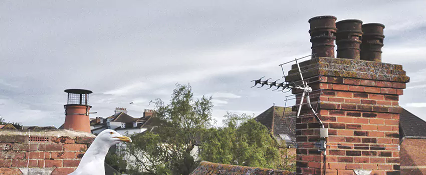 Chimney Cleaning And Restoration in Cookeville, Tennessee